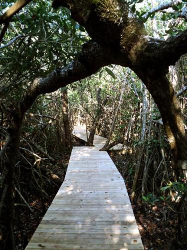 mangrovewalk
